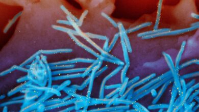 Photo of RSV is still spreading, prompting states to extend the immunization period